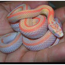 Corn Snake Corn Snake Pet Snake Reptile Snakes