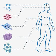 Check spelling or type a new query. Regenerative Medicine Cell Therapy Portal Lifemap Discovery