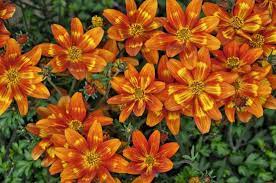 We did not find results for: Insektenfreundlicher Dauerbluher Bidens Funny Honey Das Grune Medienhaus
