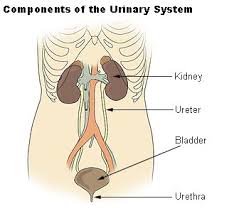 Image result for Genitourinary Trauma