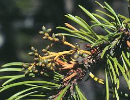 Image result for Viscum littorum