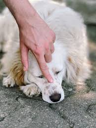 Image result for hotspot dogs