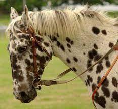 Craigslist Wisconson Appaloosa Horses For Sale - Google Search Horses Appaloosa Horses Beautiful Horses