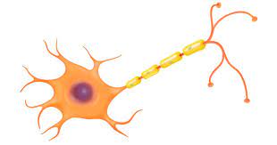 We did not find results for: Nerve Cell Function Nerve Cell Diagram Dk Find Out