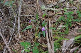 Image result for Vittaria elongata