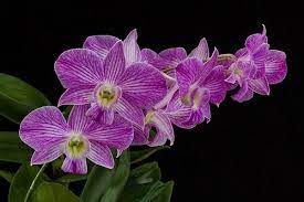 Dendrobium Hawaii Stripes Beautiful Orchids Orchids Flowers