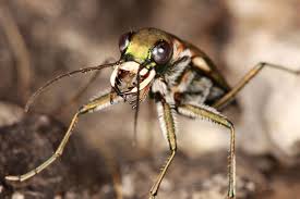 Image result for Tridactyle virgula