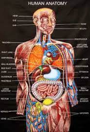 Maybe you would like to learn more about one of these? Organ Dan Sistem Organ 245