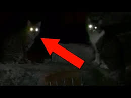 Korkunc Kedi Sekline Girmis Cinler Youtube