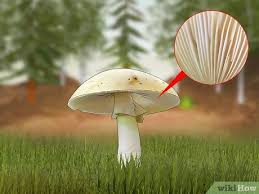 What do you need to make huge mushrooms in minecraft? 4 Ways To Identify A Death Cap Mushroom Wikihow