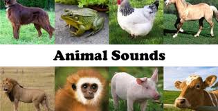 Animal Sound Ringtone App With Admob Description This Application Already Contains Images And Great Sounds Of 30 P Animal Sounds Animals Animals Of The World