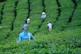 Trouvez les tea plantation taiwan images et les photos d'actualités parfaites sur getty images. Tea Plantations Hanoi Photo Tours Photography Travel In Vietnam