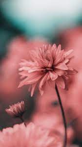 Check spelling or type a new query. Beautiful Wallpapers Hd Fur Android Apk Herunterladen