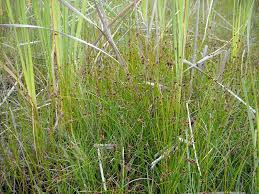 Image result for Schoenus