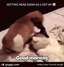 Crazy tom wake up….funny saturday gif downloads. Funny Animals Good Morning Gif Funnyanimals Goodmorning Dogs Discover Share Gifs