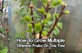 Join us on this journey today! How To Grow Multiple Fruit Trees On One Tree
