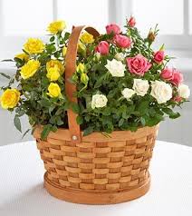 Best ftd flowers promo codes & deals. The Ftd Rose Garden Basket Garden Basket Planting Roses Better Homes And Gardens