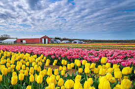 Fresh picked flowers can also be purchased in our farmstand. Nj Farm Has Millions Of Tulips You Can Pick As Many As You Want