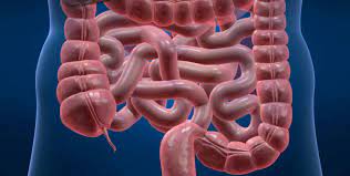 Como Saber Si Tienes Parasitos Intestinales Lo Mas Visto En Redes Noticias Tvp Tvpacifico Mx