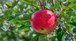 Check spelling or type a new query. Forbidden Fruit Why The Knowledge Of Good And Evil Was Not Meant For Us Understand Bible