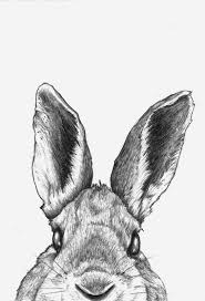 The large head is an easy u shape, with a flat top, and the tall ears, wide. Rabbit Sketch Print Google Search Bunny Drawing Bunny Sketches Rabbit Drawing