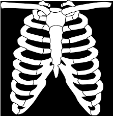 They are strong enough to support the skeleton and protect the vital organs in the chest cavity, including the heart, lungs, and spleen. Ribs Skeleton Human Free Vector Graphic On Pixabay