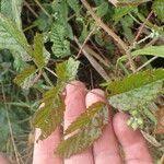 Image result for Rubus pinnatus