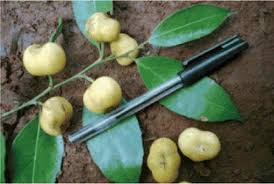 Image result for Drypetes gerrardii