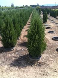 Maybe you would like to learn more about one of these? Live Topiary Trees Real Topiary Plants Tall Ball Pom Pon Cone