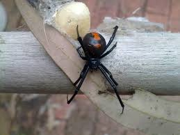 Make sure your home & yard is protected from spiders and other poisonous pests hourglass marking: Why We Don T Eat Each Other Lateral Magazine