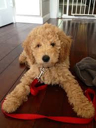 Goldendoodle haircuts goldendoodle hairstyles for your. Goldendoodle Apartment Dog Online