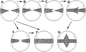 Image result for Pentas schumanniana