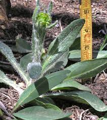 Image result for Senecio gramineticola