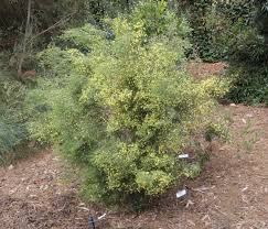 Image result for Melaleuca hamulosa