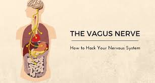 Vital Vagus What Is The Vagus Nerve And What Does It Do Yogauonline Vagus Nerve Vagus Nerve Damage Nerve