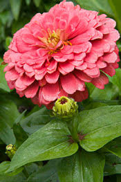 These flowers have rather large seeds (easy for little hands). Zinnias The Hardest Working Flower In The Summer Garden Chicago Botanic Garden