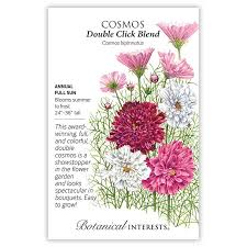 Image result for Cosmos bipinnatus `Double Click`