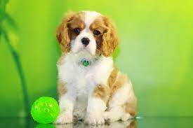 Perfect Cavalier King Charles Spaniel Puppy For Sale King Charles Cavalier Spaniel Puppy Cavalier King Charles Spaniel Tricolor Spaniel Puppies