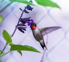 Maybe you would like to learn more about one of these? Hummingbirds Found In Georgia Pictures And Sounds Hummingbird Bliss