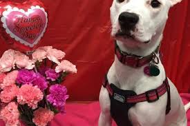Adopt a dalmatian near you in new york. Tips For Adopting A Shelter Dog Bloomfield