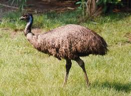 Kiwi Emu Birds That Cannot Fly Here We See How Well The Dna Evidence Is Meshing Neatly With The Geological Evidence For Continental Drift And The Paleontological Evidence For Birds That Cannot Fly Emu Emu Bird