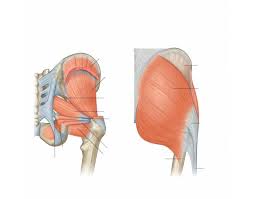 The gluteus maximus originates from the external surface of the ilium, and the posterior sacrum and coccyx. Gluteal Muscles Quiz