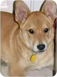 This dog is kind, trainable, and clean; Houston Tx Shiba Inu Meet Copper A Pet For Adoption