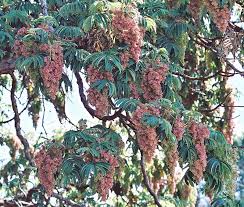 Image result for Hagenia abyssinica