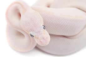 Try browsing the ball pythons index if you're looking for something specific. Leucistic Ball Python Morph Everything You Should Know Reptile Advisor