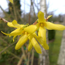 Image result for Oleaceae