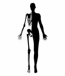 Clipart, simple, people, people simple, signs, icon toilet, people pictogram, toilet symbol, toilet silhouette image with noncommercial license. Human Body Silhouette Png Transparent Png Download 3822641 Vippng