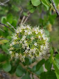 Image result for Morinda asteroscepa
