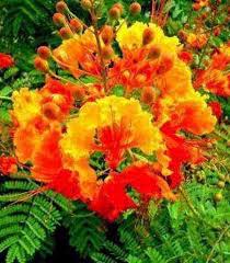 Mexican Bird Of Paradise Tree Arizona Red Mexican Bird Of Paradise Seeds Perennial Peacock Flower Barbados Pride Dwarf Poinciana Shrub Or Tree Caesalpinia Pulcherrima Perennials Growing Seeds Shrubs