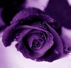 Roses Roses Purple Beautiful Flowers Purple Roses Purple Flowers Purple Love